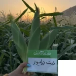 بذر ذرت شیرین درایور کلوز (سوپر سوییت)