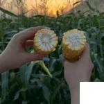 بذر ذرت شیرین درایور کلوز (سوپر سوییت)