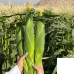 بذر ذرت شیرین درایور کلوز (سوپر سوییت)