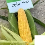 بذر ذرت شیرین درایور کلوز (سوپر سوییت)