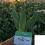 بذر ذرت شیرین درایور کلوز (سوپر سوییت)